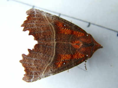 Herald